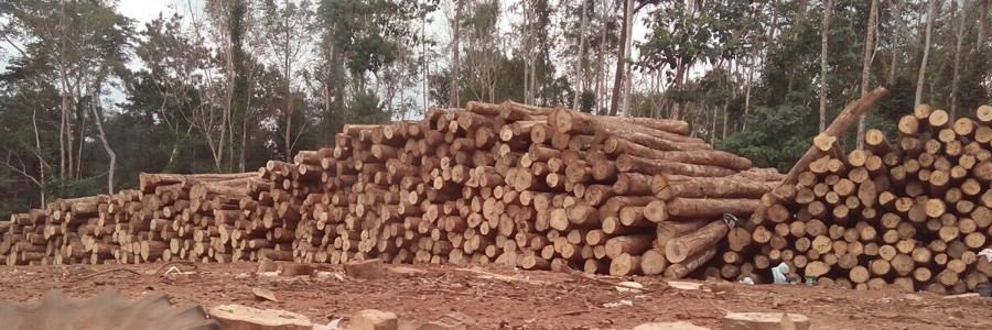 timber