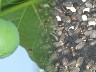 jatropha